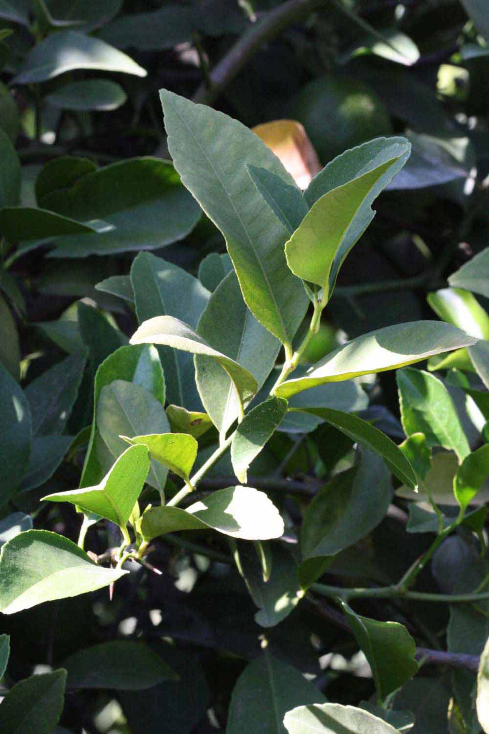              Shade leaves (Jullundri Khatti, Riverside, CA)       